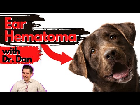 Dog Ear Hematoma: Dr. Dan explains.