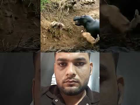 Reaction Video on Hippo #hippo