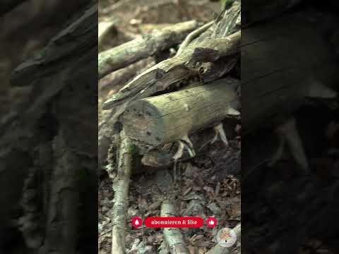 Totholz-Winterhotel in 10 Minuten: Der 3-Schichten-Trick für Igel & Co.