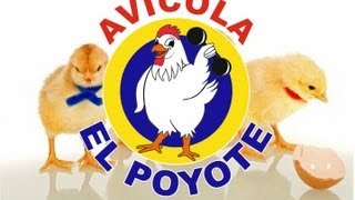 preview picture of video 'Avicola el Poyote (Natural y Fresco)'