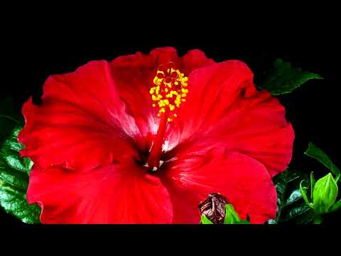 Willy Falk Official Music Video "E Maliu Mai"