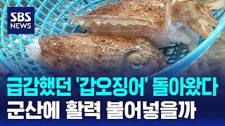 급감했던 '갑오징어' 돌아왔다..군산에 활력 불어넣을까 / SBS
