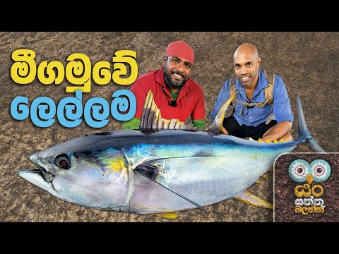 මීගමුවේ ලෙල්ලම | Dr. Ru Somaweera | #යංසත්තුබලන්න #rugoeswild