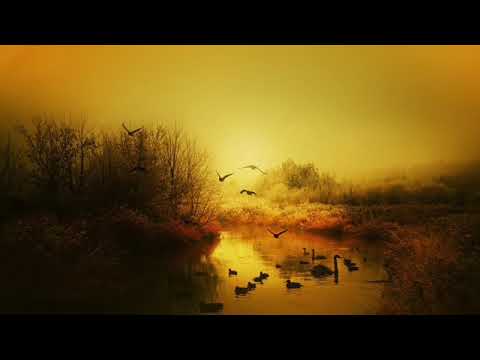 8 HOURS Loon Calls With Forest Sounds - Loon Calls For Relaxing *NO MUSIC*