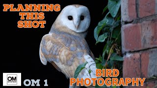 BIRD PHOTOGRAPHY-FORWARD PLANNING- OM 1- BARN OWLS