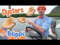 Blippi Learns To Farm Oysters In Hawaii Blippi Learn Colors And Science