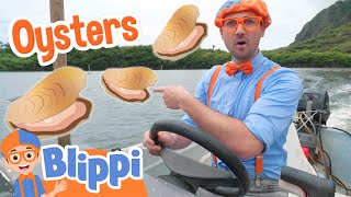 Blippi Learns to Farm Oysters in Hawaii | Blippi - Learn Colors and Science