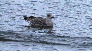 preview picture of video 'Yellow-legged Gull, Simrishamn, 30-07-2010'