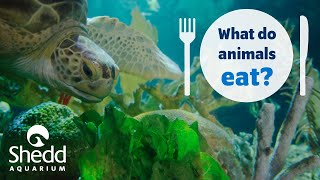 Sea Curious: What Do Animals Eat?