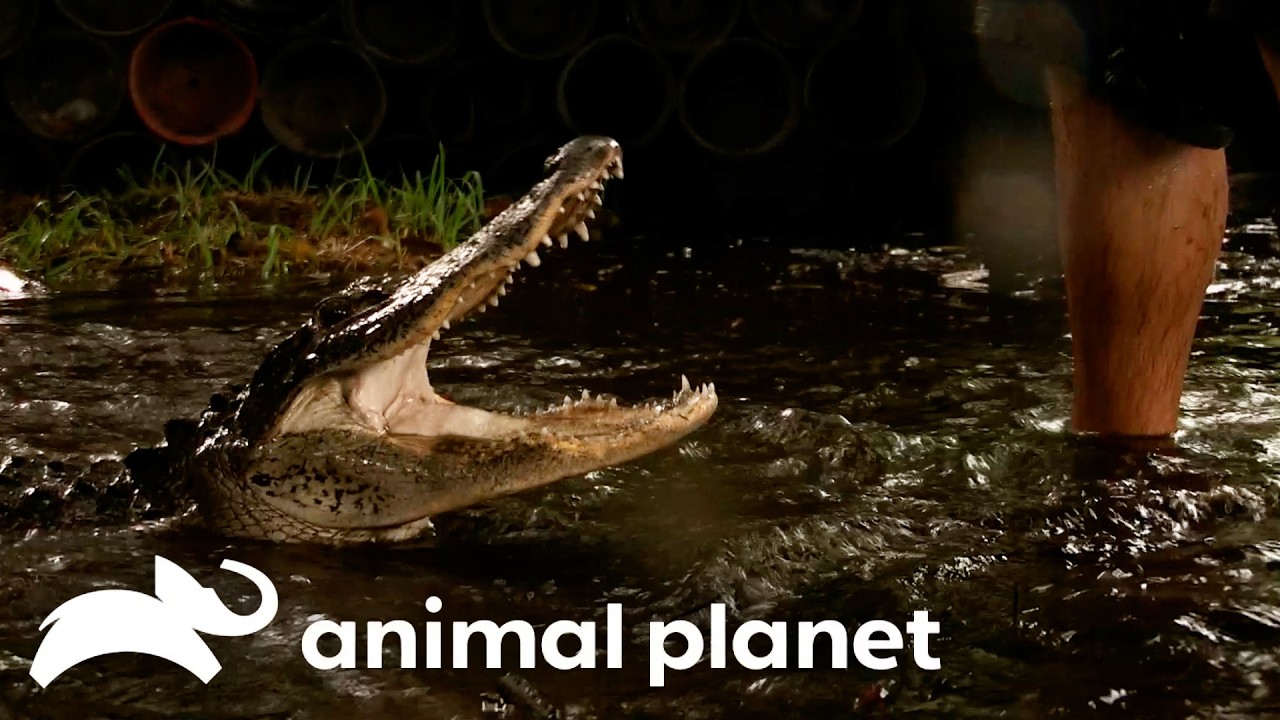 Gator in the SHALLOWS! | Gator Boys | Animal Planet