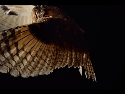 Inspired by the silent flight of the owl