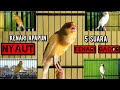 Kenari Gacor Panjang 5 SUARA BURUNG KENARI Ampuh Buat MASTERAN KENARI PANCINGAN KENARI