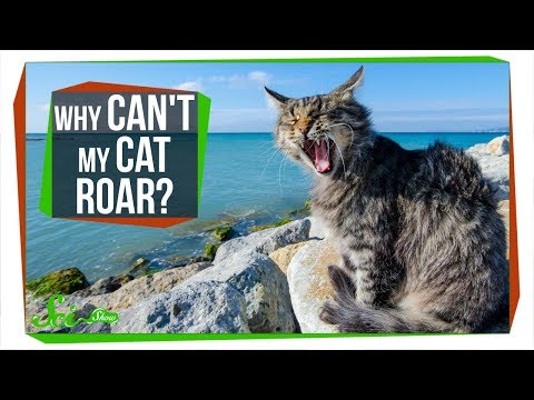 Why Can't My Cat Roar?
