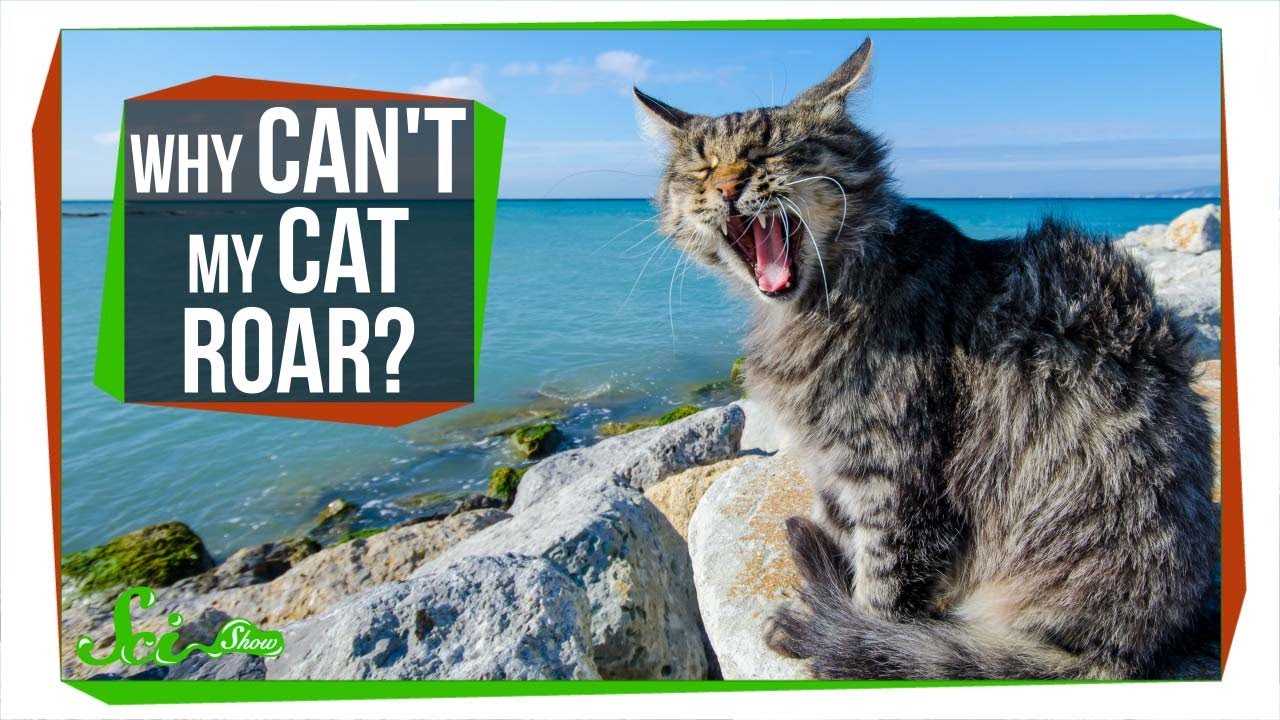 Why Can't My Cat Roar?