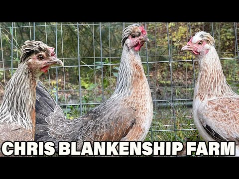 Chris Blankenship Farm - Beautiful Birds West Virginia | Farm Visit