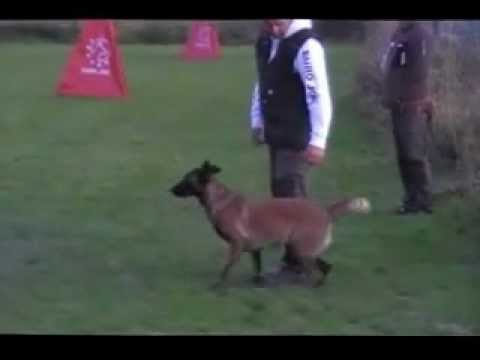 C-Lux Av Staalhjerte Protecktion IPO II