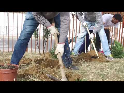 Campaa "Un milln de rboles". 1 arbolada 2016 en Antequera