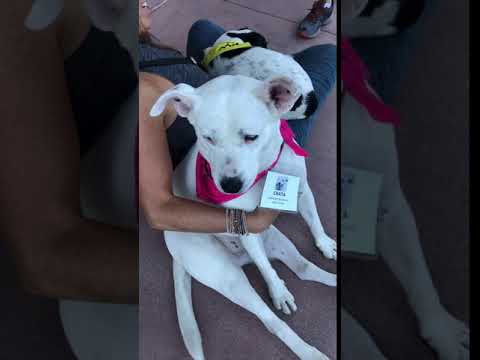 Chata, an adopted Labrador Retriever & Bull Terrier Mix in San Diego, CA_image-1