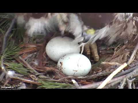 Big Red Turns Her Two Eggs In the Nest – March 21, 2018