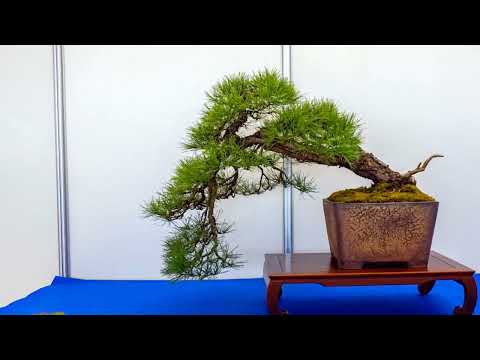 Bonsai Exhibition of the Federal Republic of Germany part 1