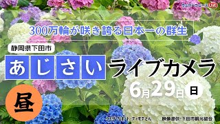 【LIVE】あじさいライブカメラ@下田公園〜第54回伊豆下田温泉あじさい祭開催中〜 2025年6月29日(日) #あじさい #紫陽花