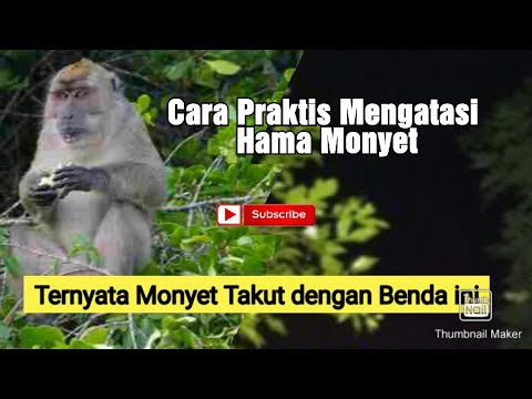 , title : 'Mengatasi Serangan Hama Monyet ||  How to avoid the monkeys from garden'