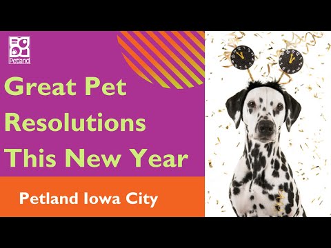 Pet New Year’s Resolutions