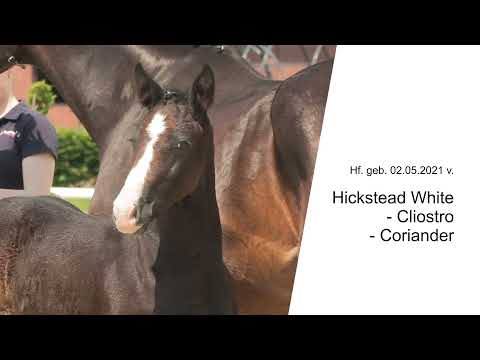 Hf v Hickstead White x Cliostro x Coriander 2021