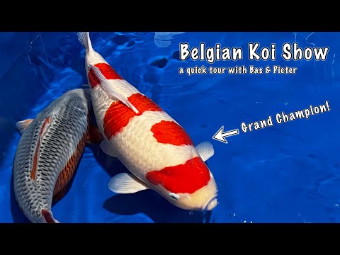 High Quality Koi at the Belgian Koi Show! | Quick Tour of the Koishow