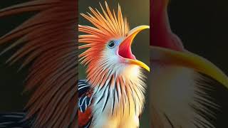 Download lagu Keju cheddar Brasil yang tajam dan renyah mp3