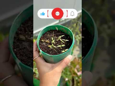 Grow ghost peppers from seed!! #ghostpepper #garden #organicvegetablegarden #vegetablegarden
