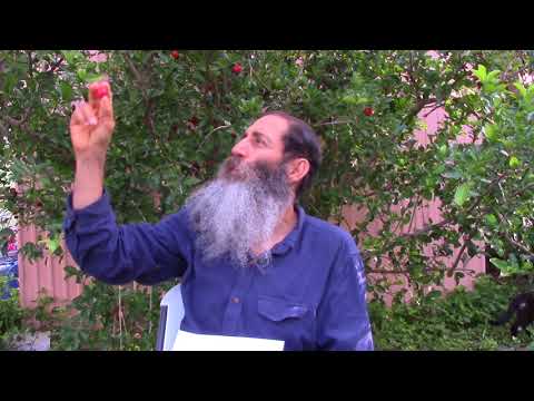 Acerola Cherry Tree Keeps Giving