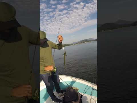 Ilha da banana Paranagua pr