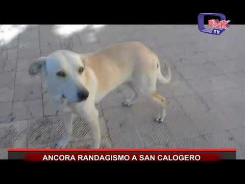 ANCORA RANDAGISMO A SAN CALOGERO