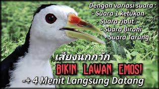 Download lagu RUAK RUAK PIKAT MP3, Variasi Suara Bikin Ruak Ruak Emosi Cepat Datang mp3