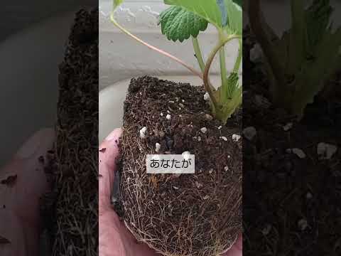 イチゴのポット栽培の黄金律の育て方