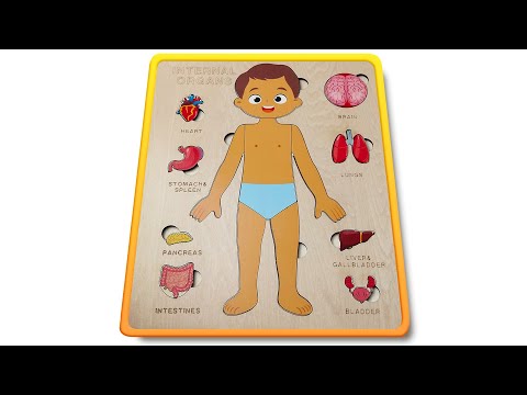 Learn Internal Organs With Puzzle For Kids | Human Body Organ For Toddlers | Body Parts Puzzle 🧩🧠