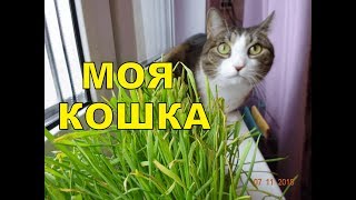 Самые смешные кошки. Моя Мурка. Приколы с котами.