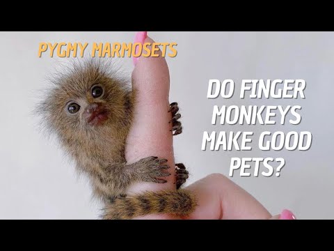 Can Pygmy Marmosets be Pets? 🐒 Do Finger Monkeys Make Good Pets? 🙉