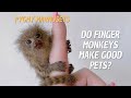Can Pygmy Marmosets be Pets? 🐒 Do Finger Monkeys Make Good Pets? 🙉