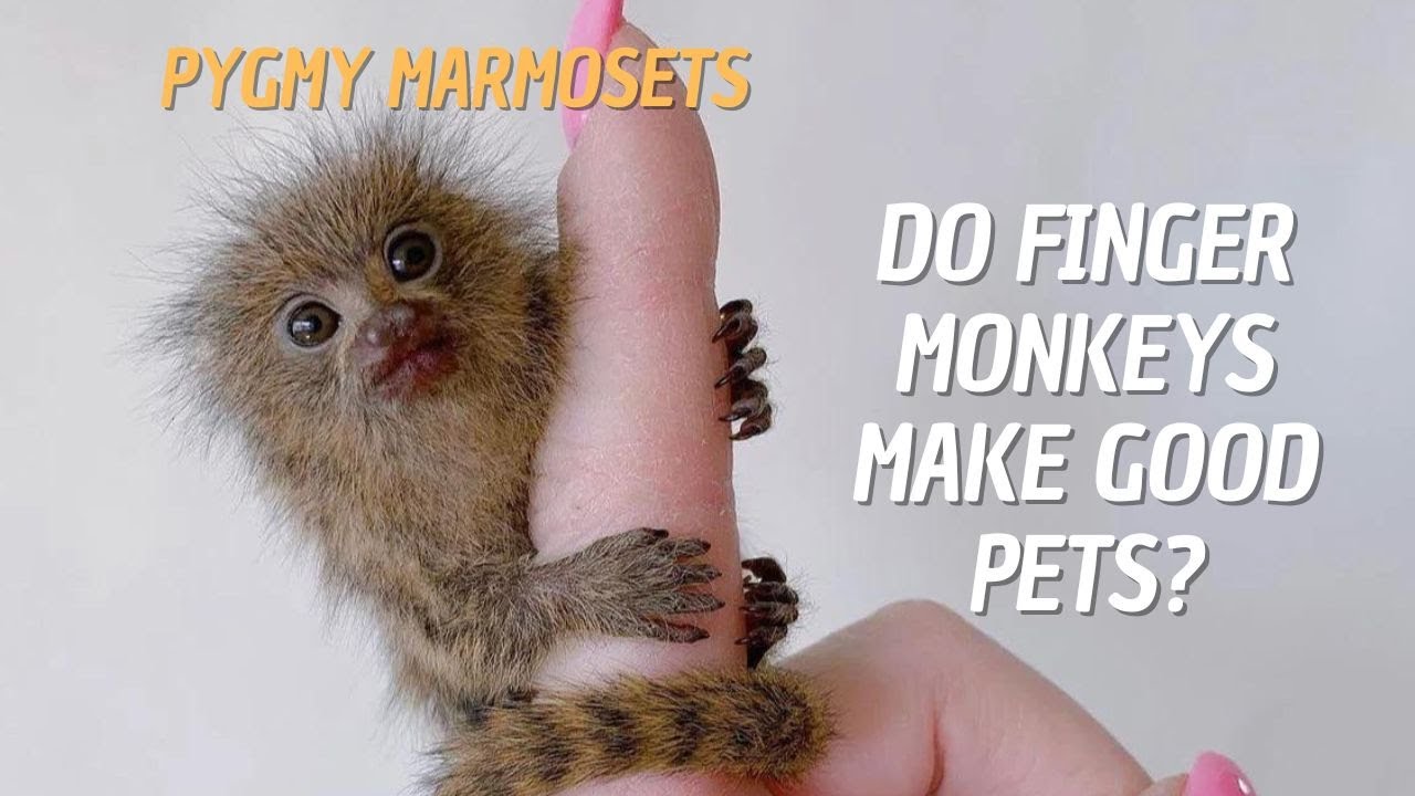 Can you have finger monkeys as pets? Tipseri