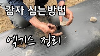 텃밭 감자 심는방법 엑기스만 뽑아 보았습니다