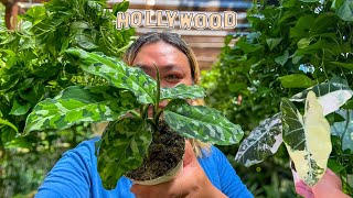 What’s New at Hollywood’s Hottest Nursery?