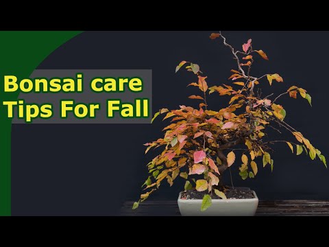 Bonsai in fall  (Get your trees ready for winter)
