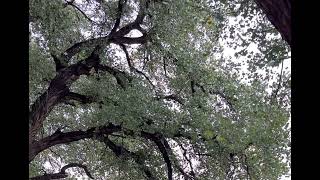 Rustling Cottonwood Tree Leaves - Royalty Free, Stock Video, Free Video, No Copyright