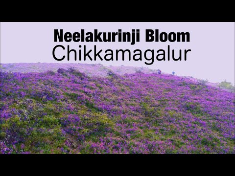 Neelakurinji Bloom - September 2022