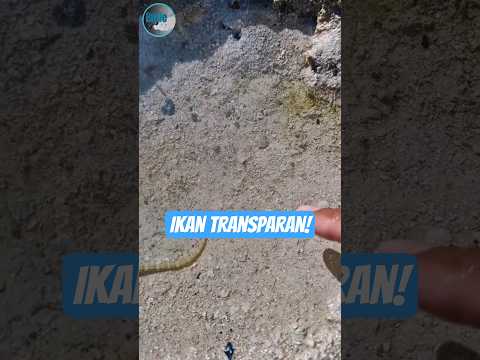 Awalnya Dikira Plastik, Ternyata Makhluk Langka!😲🤯#shorts #naoflopa