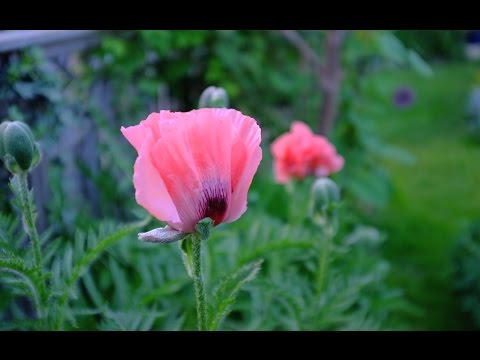 Vallmo - veckans växt - 3 bra saker med vallmo