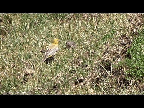 Šafranka zlatobruchá (Sicalis auriventris) — spev a hlas v prírode