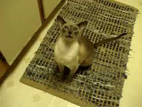 Tuco Talking and Rob asking stupid questions.